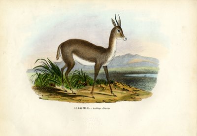 Arabische Gazelle, 1863-79 von Raimundo Petraroja